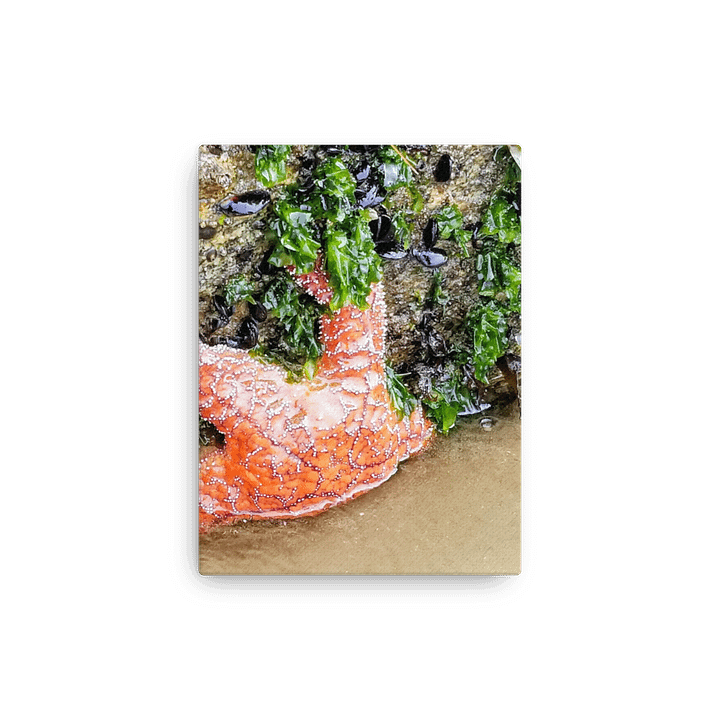 Starfish Serenity Thin Canvas product image (7)