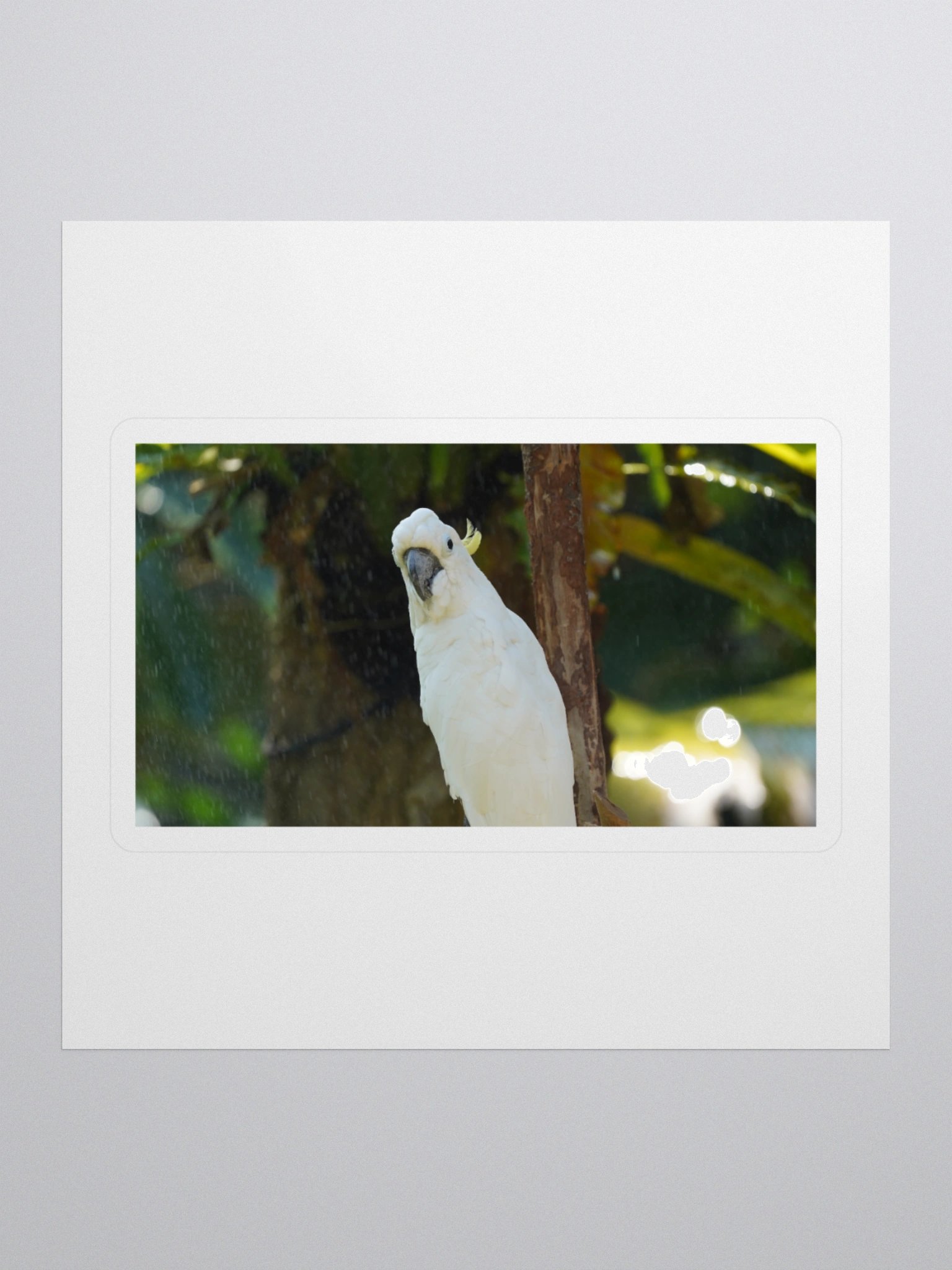 Crested Parrot Kiss Cut Stickers product image (1)