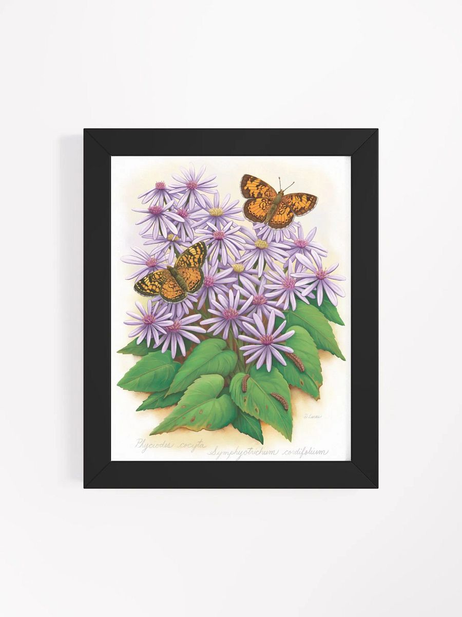 Northern Crescent Butterflies product image (40)