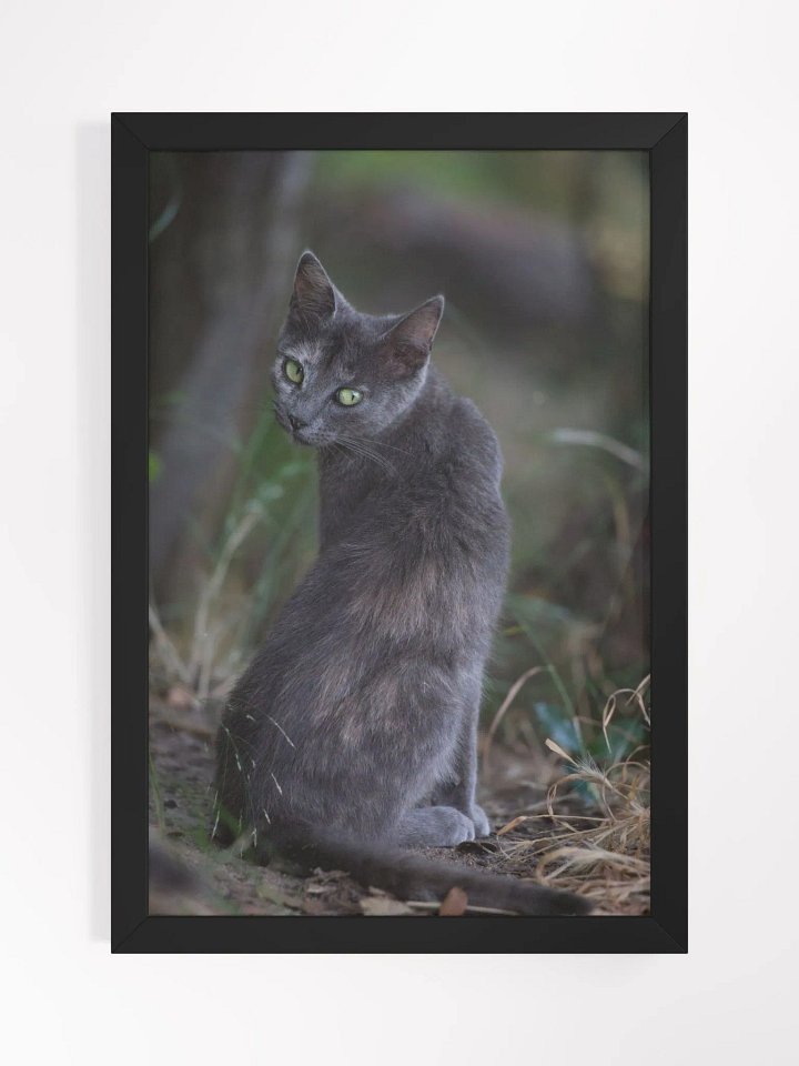 Mysterious black cat product image (2)