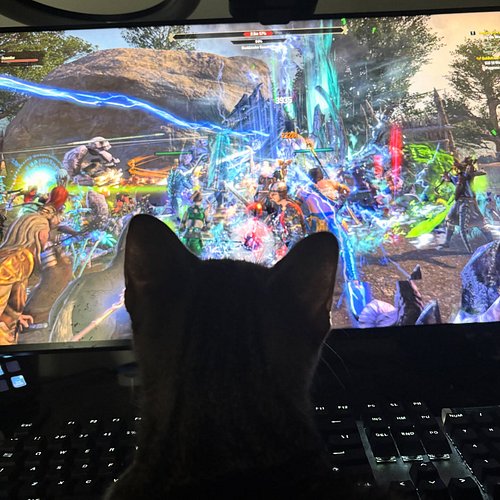 Video gamer cat, addicted to Elder Scrolls Online!