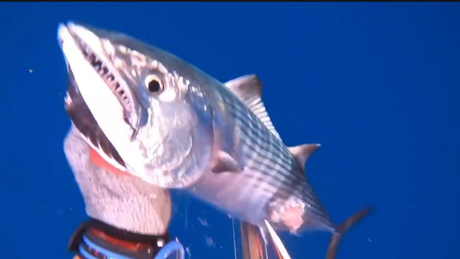 Pesca submarina en canarias vol.2 product image (3)