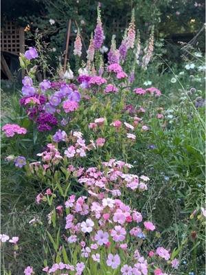 Pretty in pink English cottage garden #beginnergardening #cutflowers #cutflowersforbeginners #cottagegardenplants 