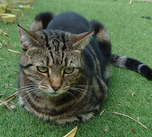 A perfect loaf by Lilly this Caturday! 🍞