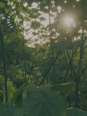 The jungle hides more than just wildlife. Beneath the thick canopy and tangled vines are stories that haven’t been fully told—strange discoveries that raise more questions than answers.  In this episode, we dive into five of the most fascinating and mysterious finds ever uncovered in the world’s jungles and rainforests. Some seem to defy science, others hint at forgotten civilizations, and others feel like something out of myth. Watch the full episode here - https://youtu.be/gBPJ7_jC7FE #firesideunsolved #strangemysteries #unexplainedmysteries #unsolvedmystery #unexplained #mystery #unsolved #strangebuttrue #junglemystery#unsolvedhistory #mysteriousjungle #amazonrainforest #rainforest