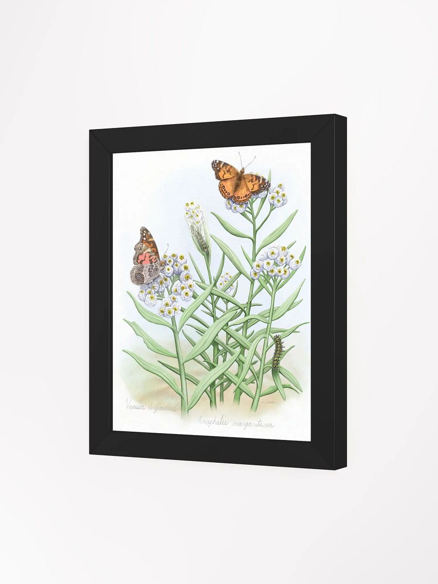 American Lady Butterflies product image (26)