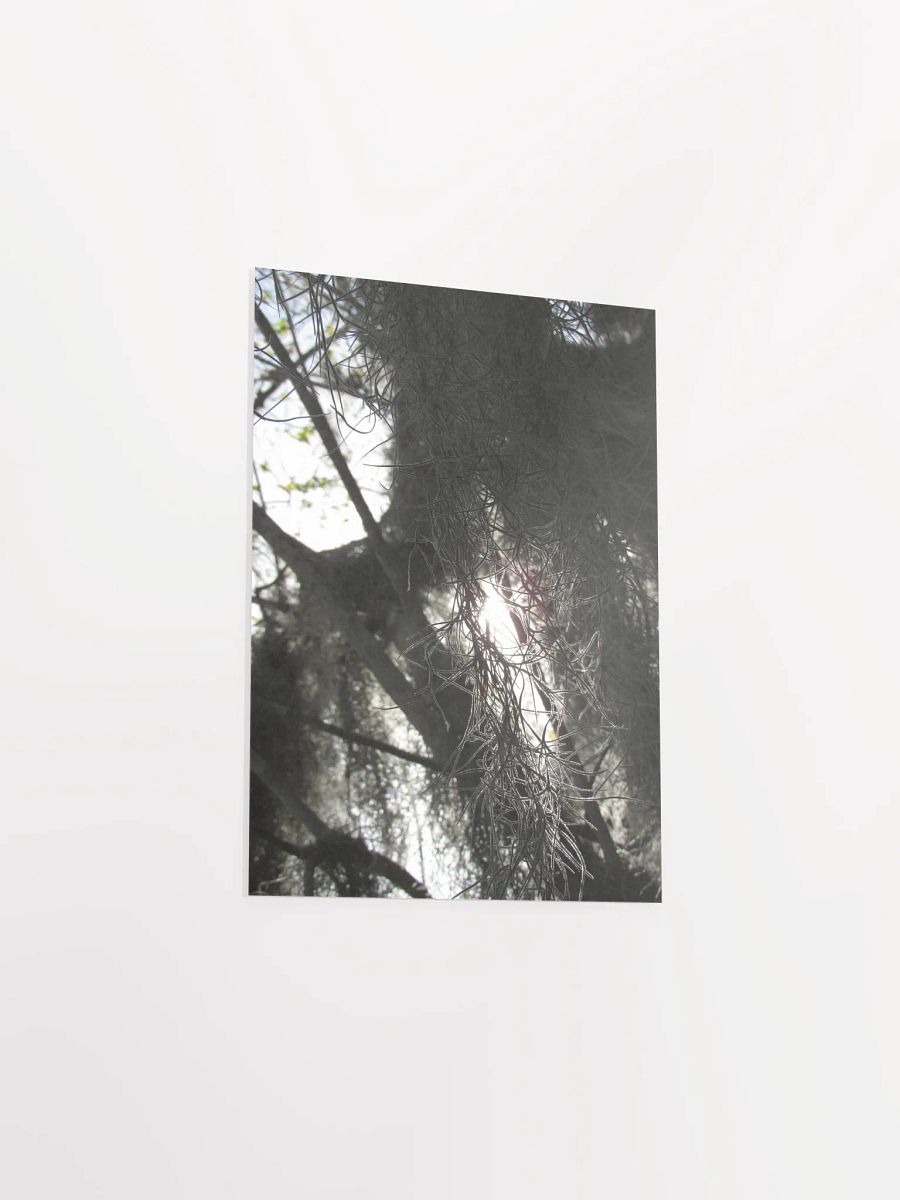 Southern Moss 2 product image (37)