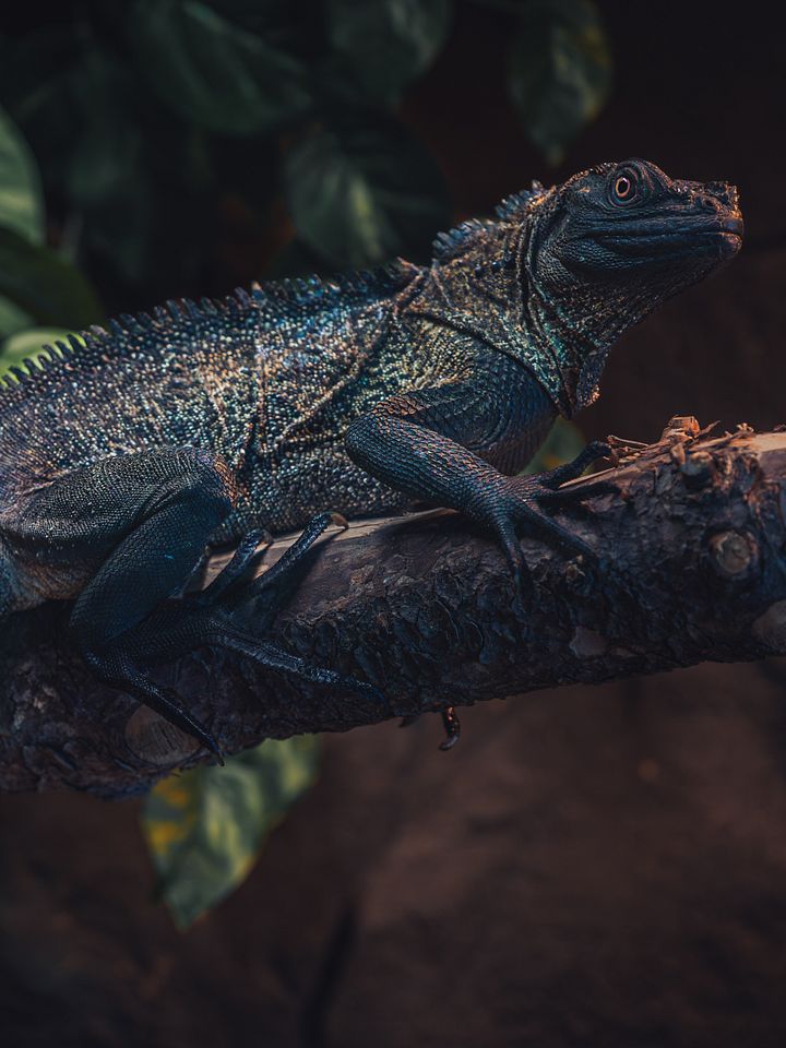 Sailfin Dragon product image (1)
