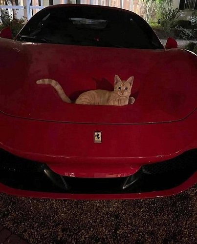 Purrari?

#orangecat #aurafarming #aura #ferrariclub 
#ferrari #laferrari #catlife #ferrarilove