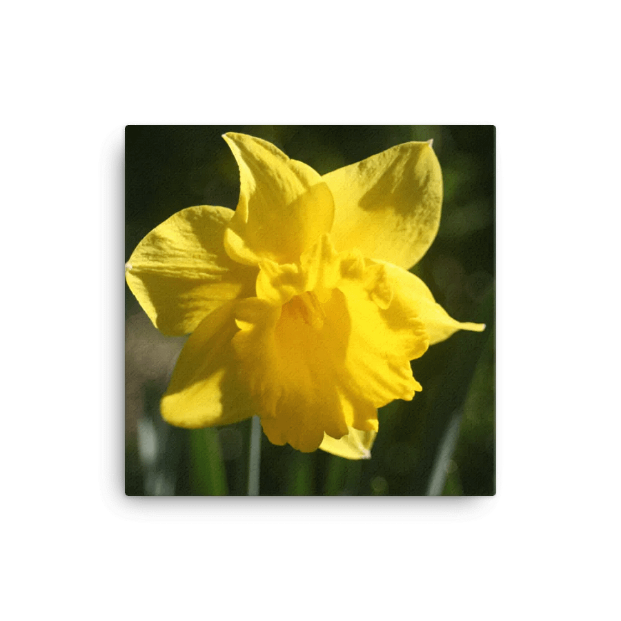 Daffodil product image (1)