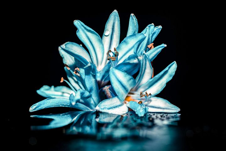 Shower Flower product image (1)