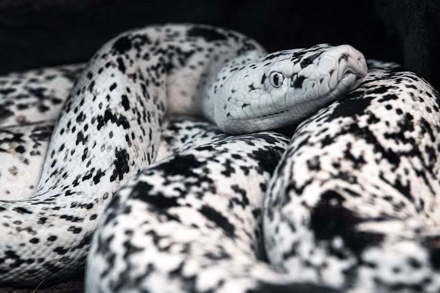 Cow Retic #4 product image (1)