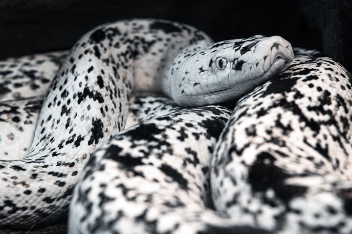 Cow Retic #4 product image (1)