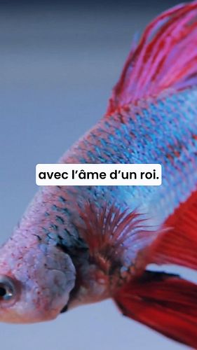 Le Poisson Betta cache un secret… Tu ne verras plus ton aquarium pareil ! #bettafighter

🐟 Le Betta, aussi appelé poisson com...