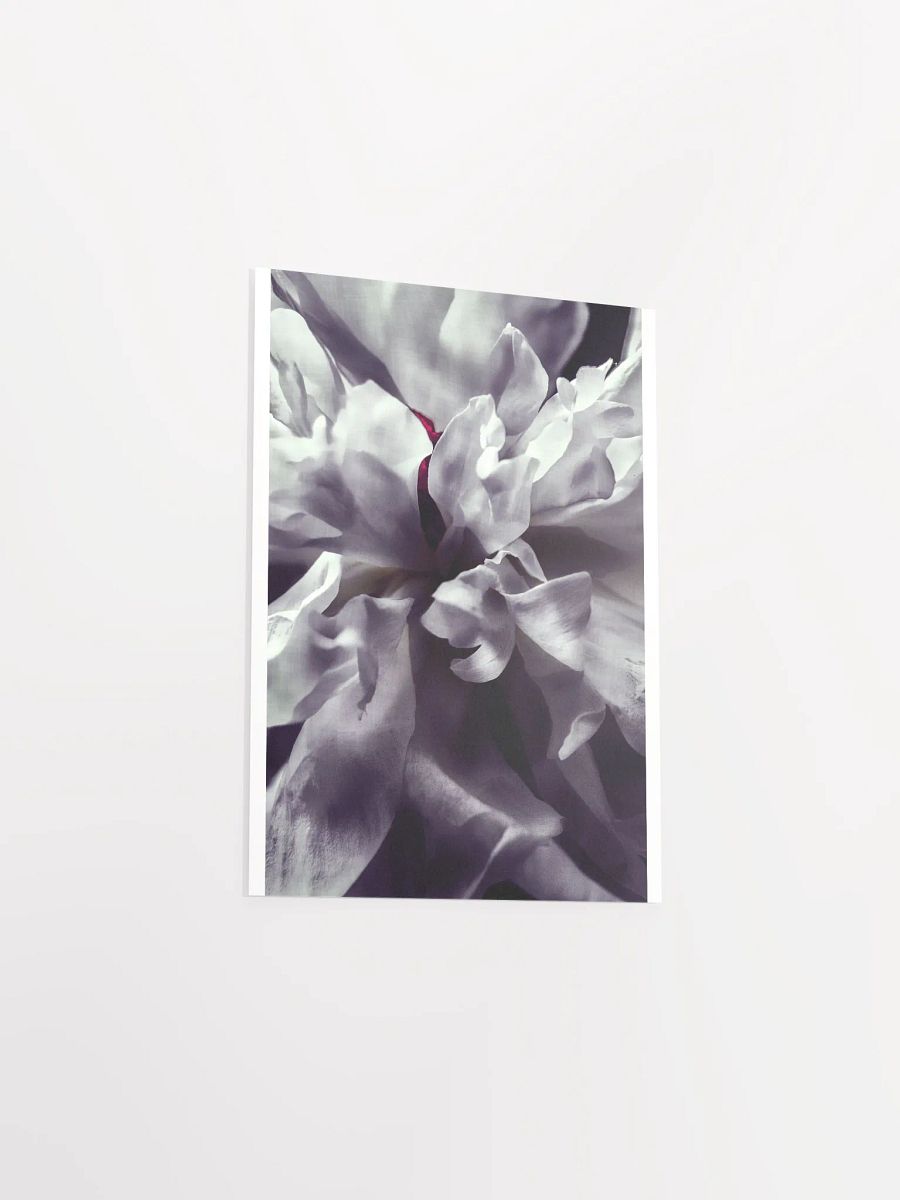Peony Heart - Print product image (4)