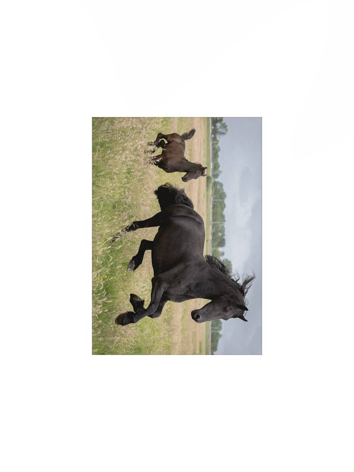 Friesian horses Saly & Elvis product image (2)