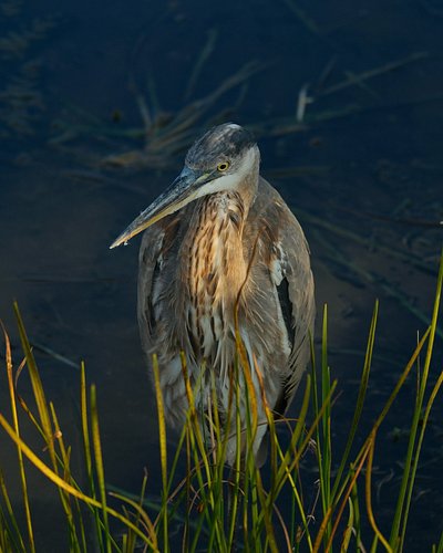 Great Blue Heron of Florida / November 2024 / Swamp 1