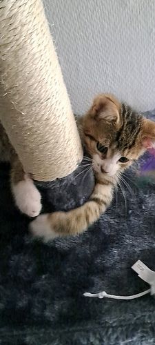 Felix spielt schon direkt nach seinem #Einzug #Kater #katze #kitten