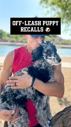 OFF-LEASH Puppy Recalls! 🐶#puppy #puppylove #coachcaseyray #legendinthemaking #poodle