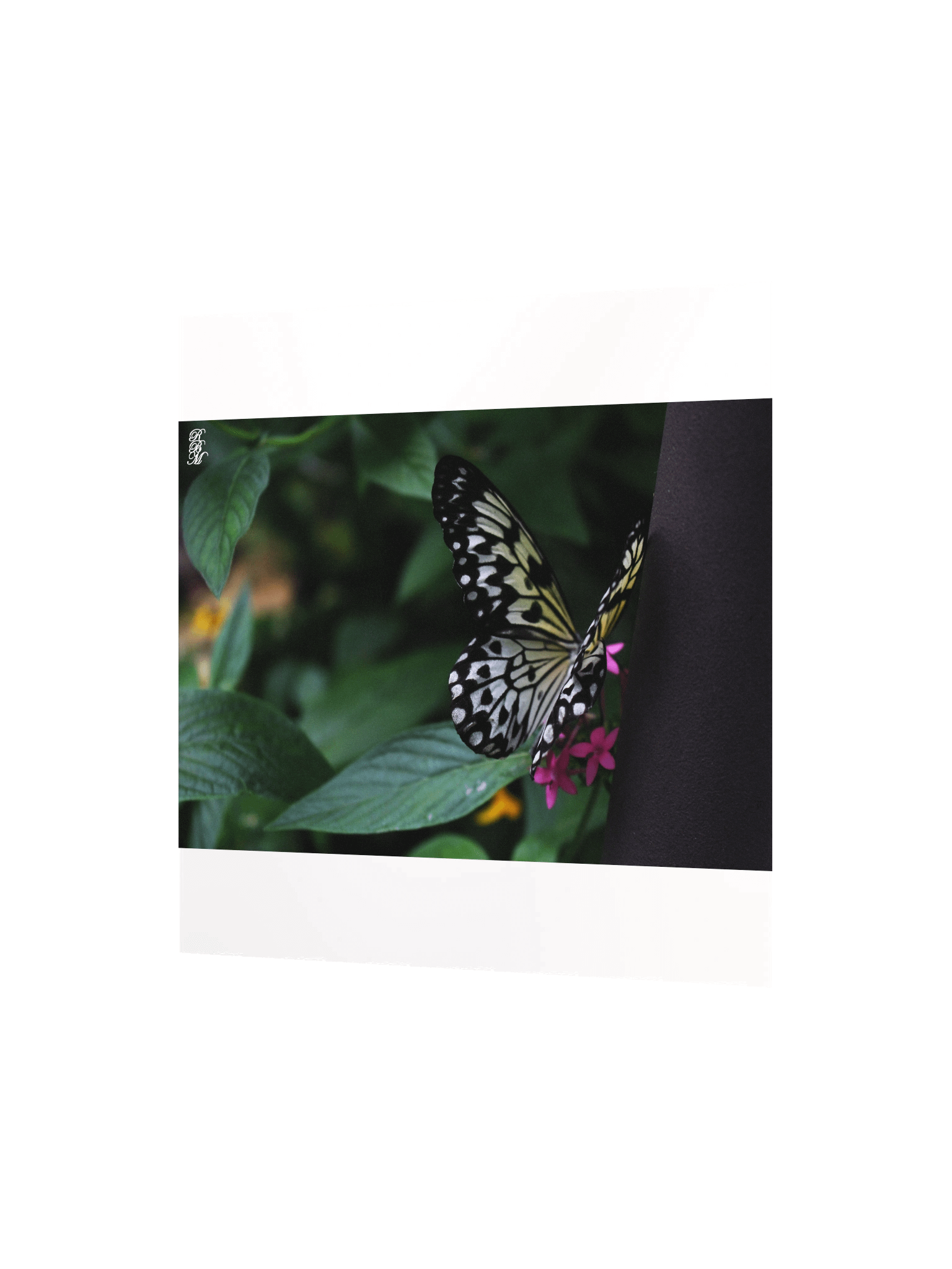 A Yellow Butterfly on Pink Flowers product image (4)