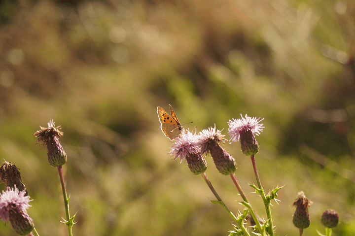 Golden Farewell product image (1)