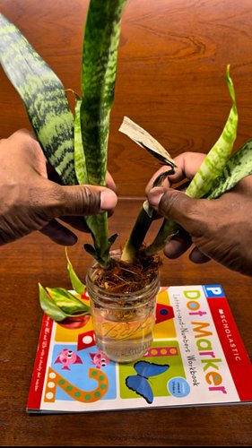 What’s better than a plant that’s hard to kill, propagates easily and cleans the air in your home?
Don’t worry I’ll wait…