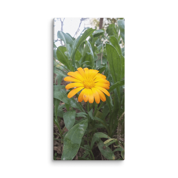 Marigold product image (1)