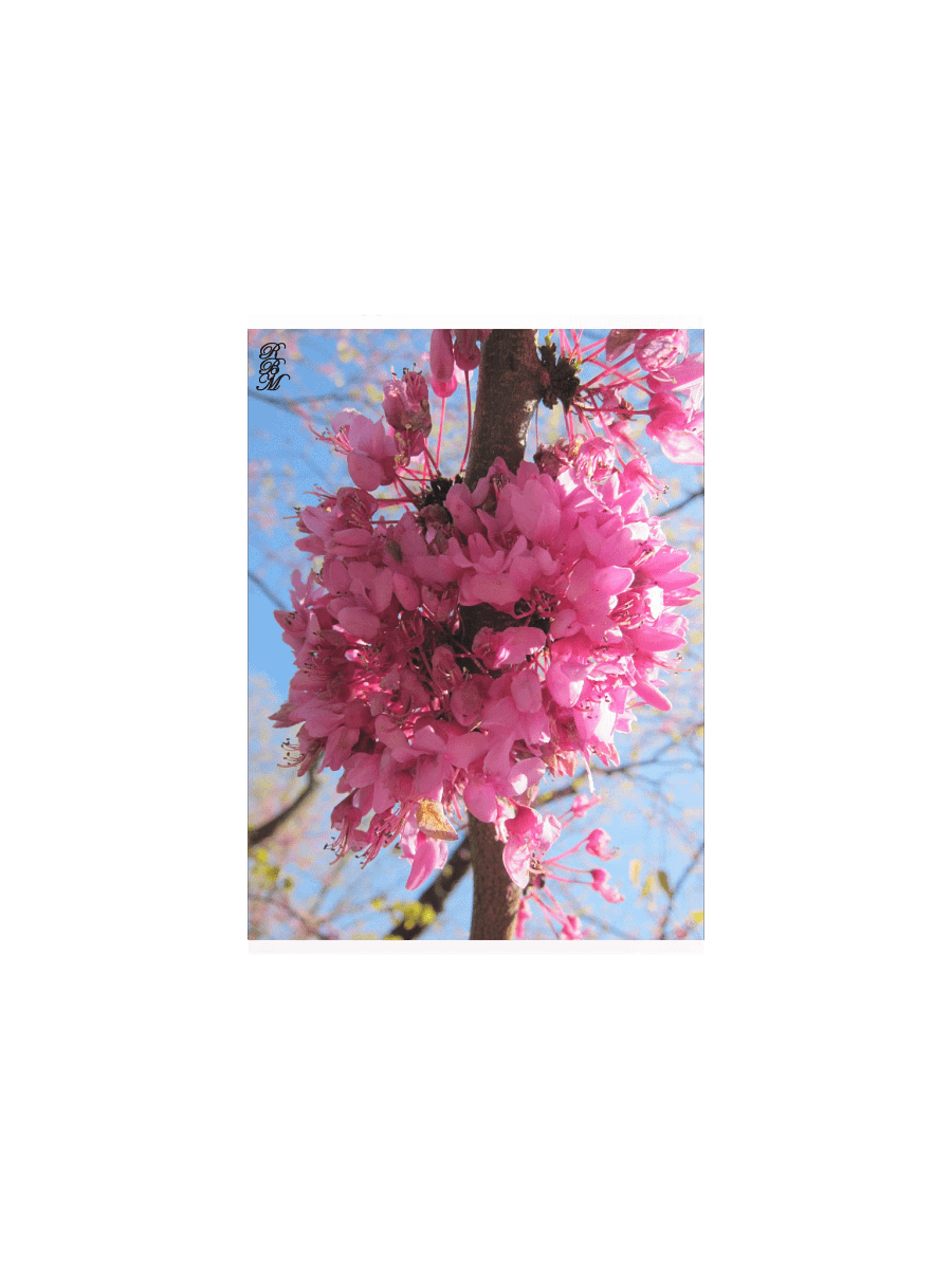 Pink Flowers on a Tree product image (2)