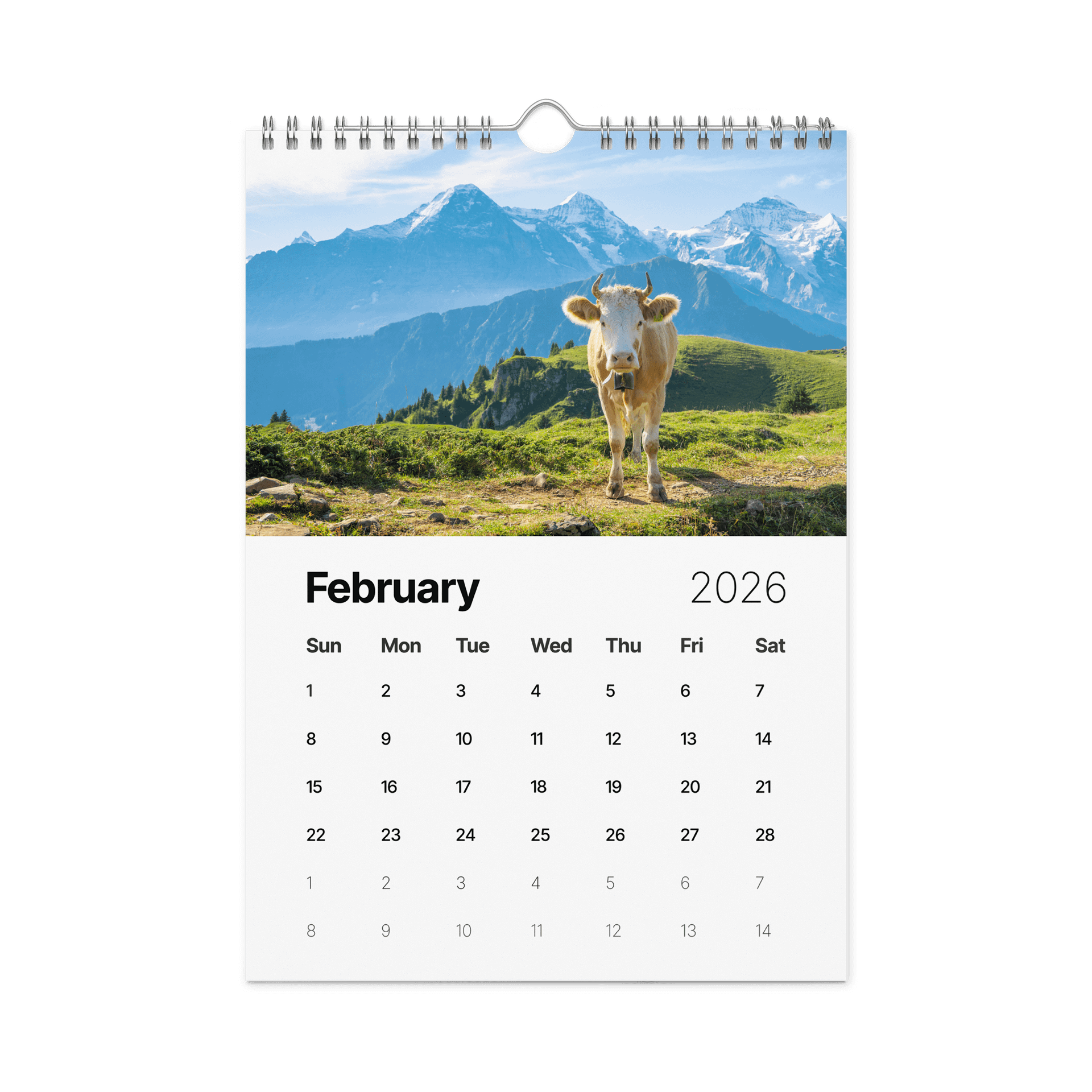 Swiss Cow Calendar 2026 product image (3)