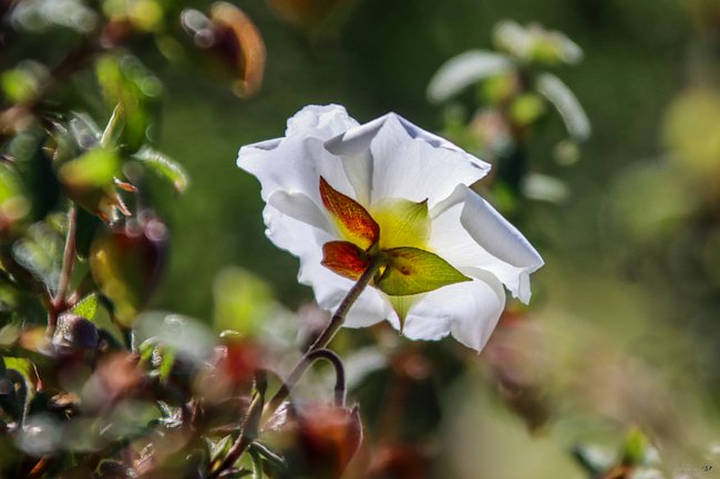 FINE ART - LE JARDIN DU RAYOL