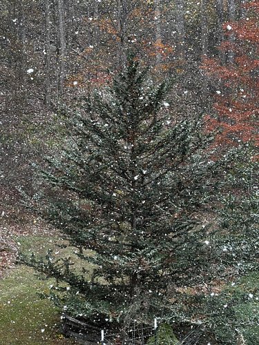Little snow ❄️ coming in today. So peaceful to watch