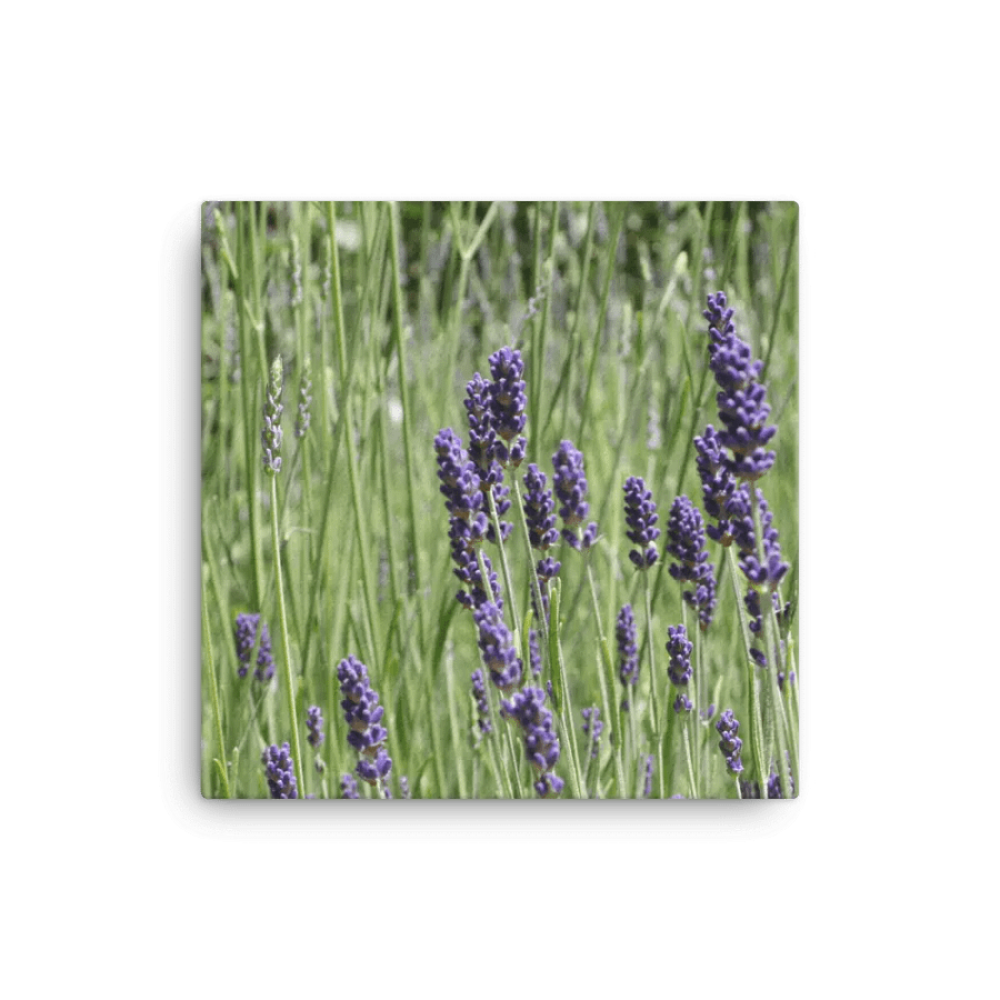 Field of Lavender product image (1)