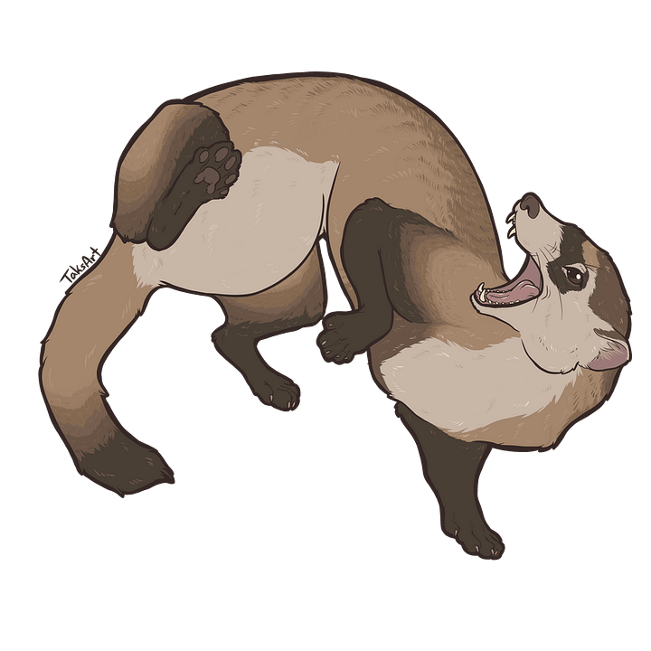 Black Footed Ferret product image (1)