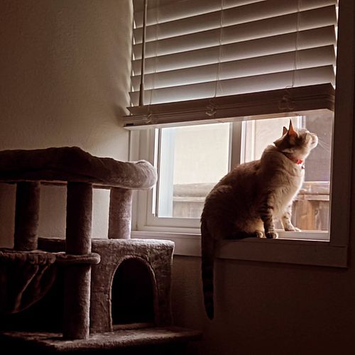 Moved one of her cat trees and she is LOVING looking outside at the birds 😂