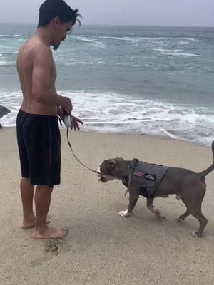 Very first time in my life I took my #Pitbull to experience a beach 💯 Cujo had such a great time  #pitbull #beach #dogbeach #pitbullsoftiktok #streamer #summer #vibez #moment #gooddog #xlbully #bully 