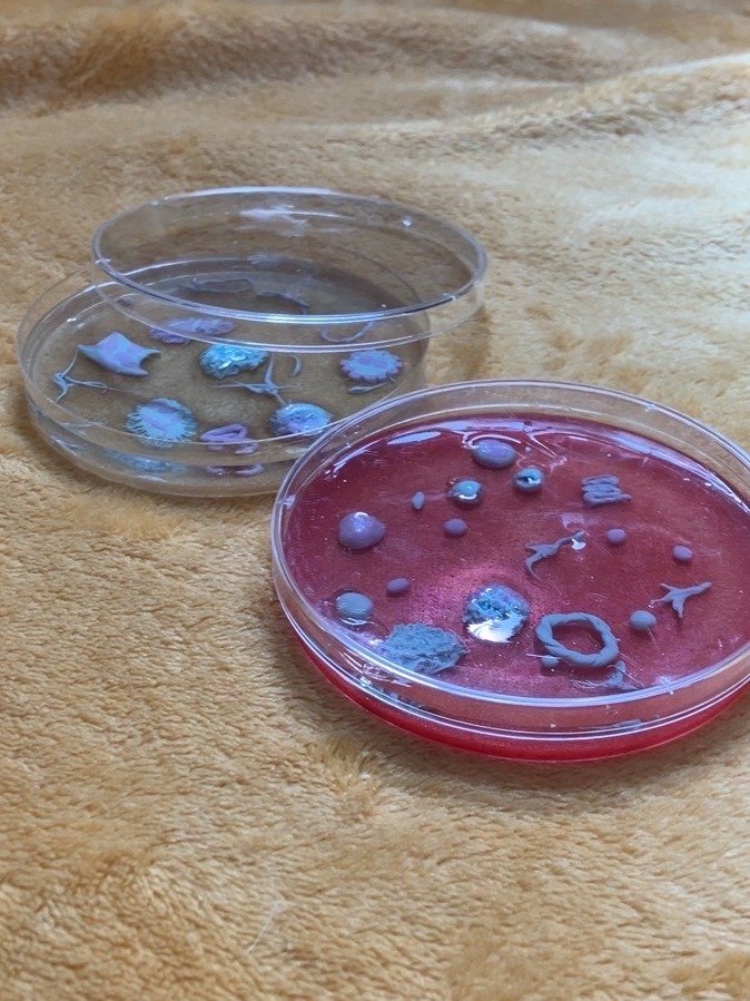 Cell culture/Petri Plate Dish product image (1)