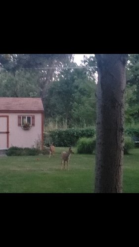 Housesitting and the neighbor kids showed up... 😬