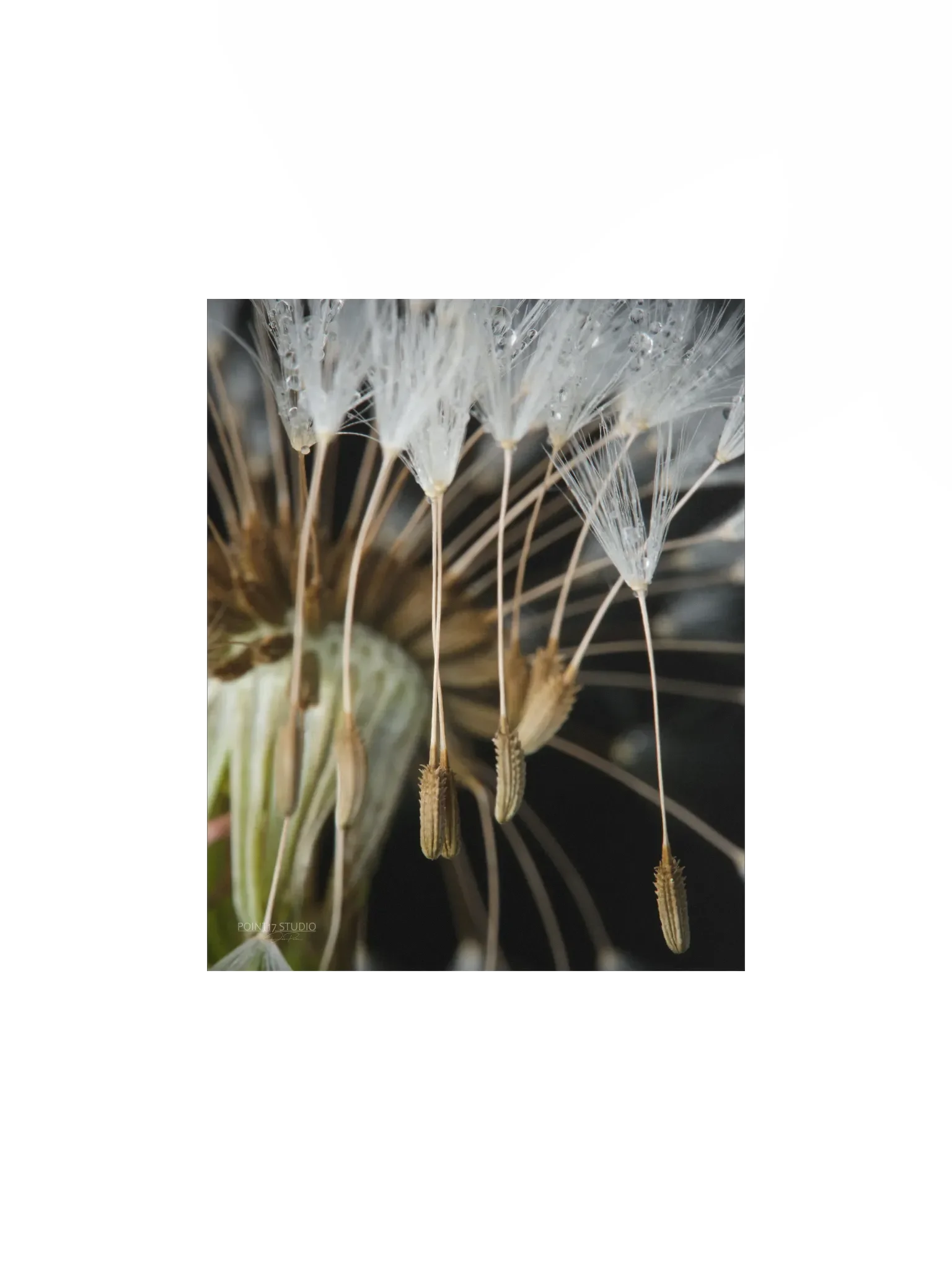 Rapture - Poster product image (2)