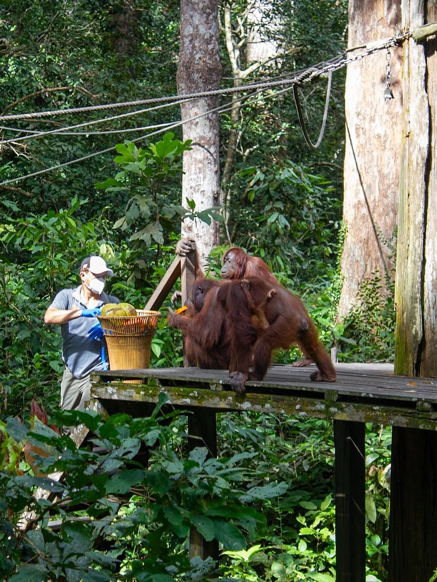 Backpacker’s Guide to Kinabatangan, Sepilok & Sandakan product image (5)