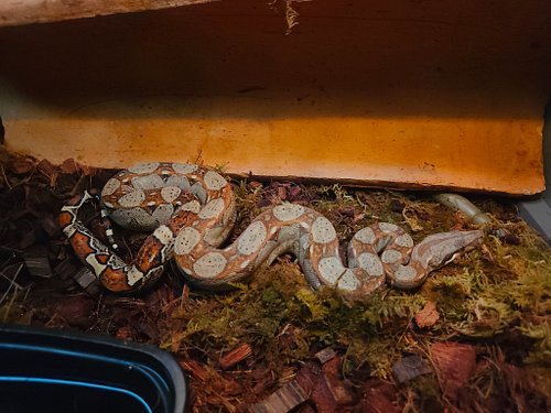 Delta , Purple line Barranquilla Colombian boa 
Mike Brooks