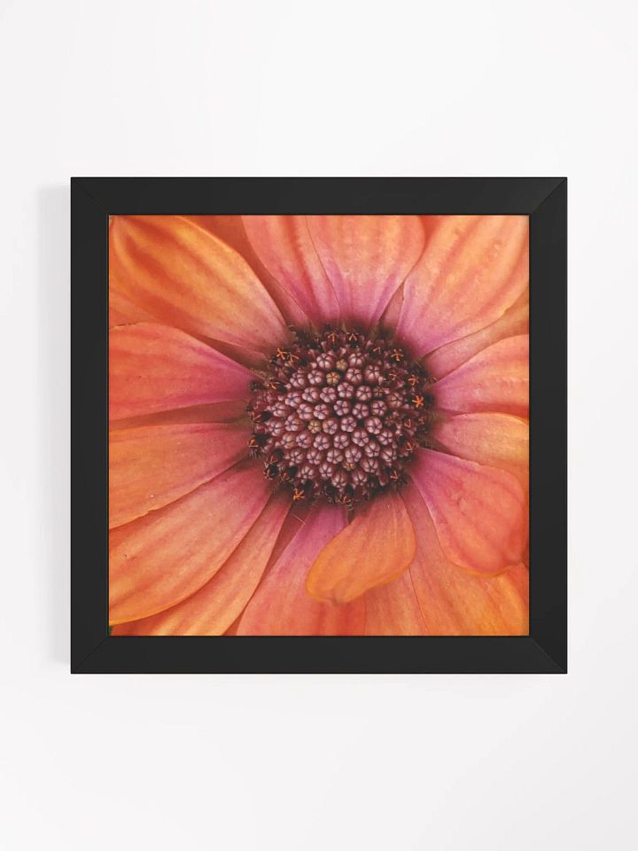 Orange Gerber Daisy product image (12)