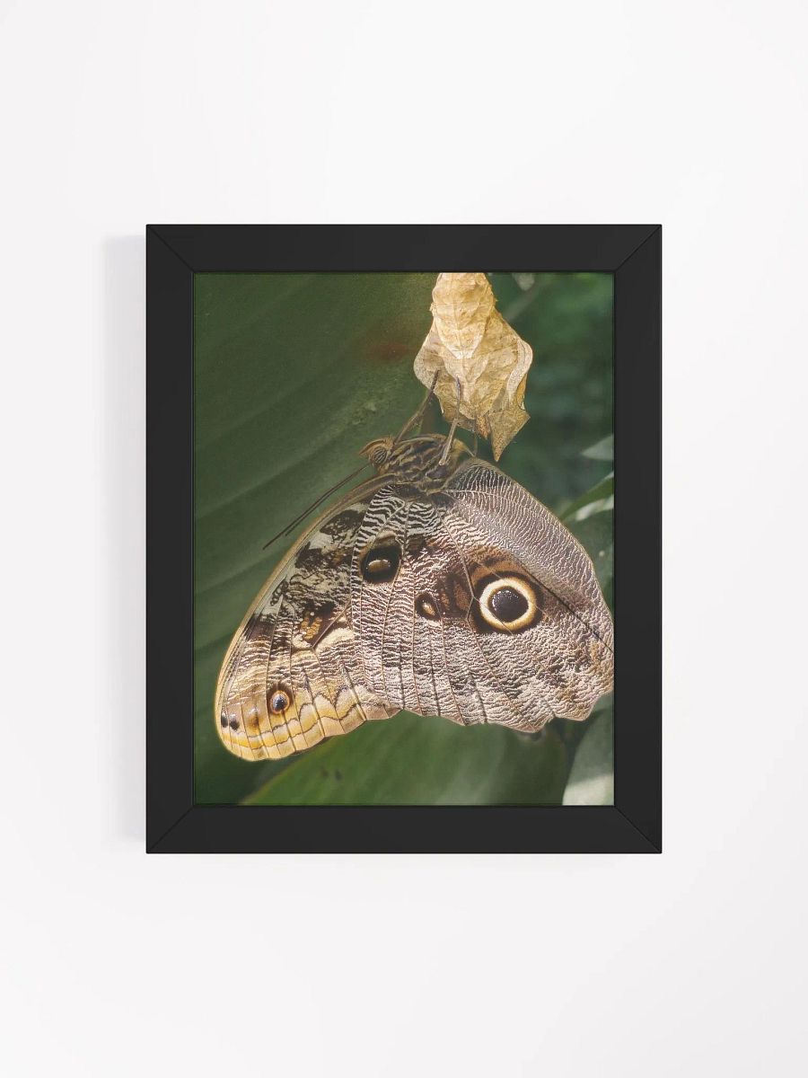 Tropical Owl Butterfly Framed Poster product image (4)