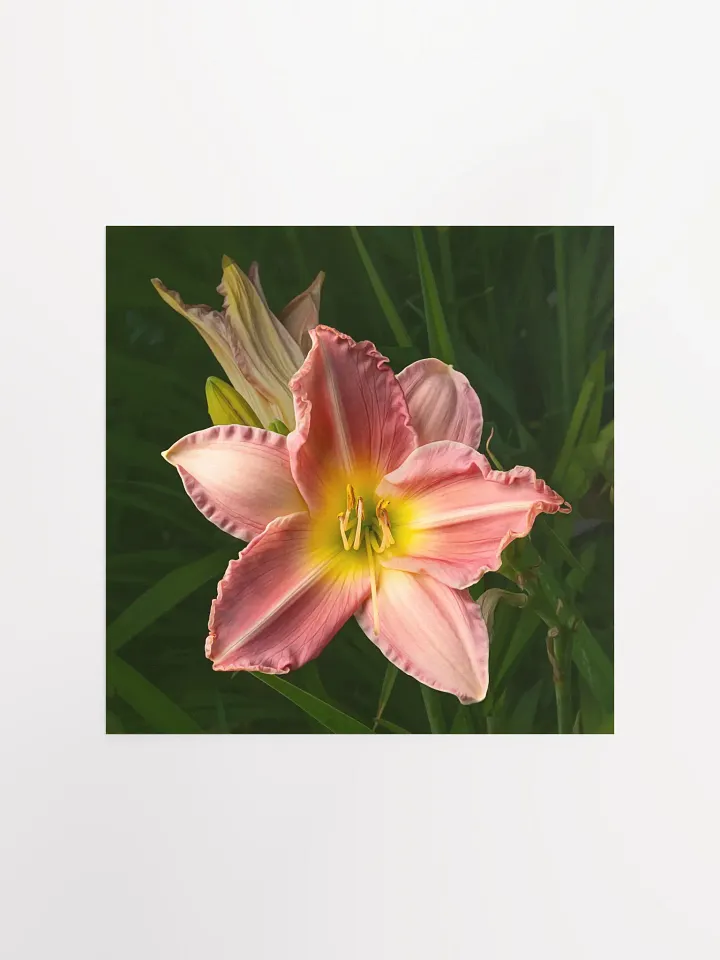 Pretty Pink Daylily product image (1)