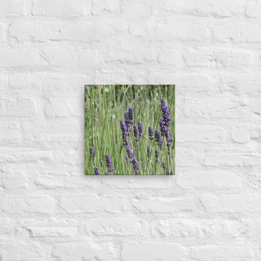 Field of Lavender product image (12)