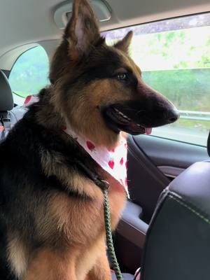 👹 #dogsoftiktok #germanshepherd #gsd 