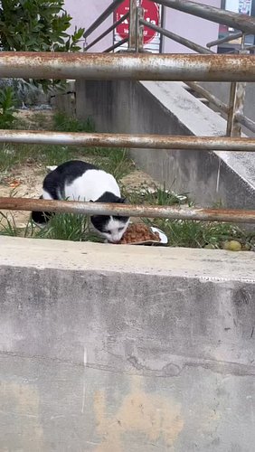 CATkada 
#catkada #lefkada #catlovers #fyp