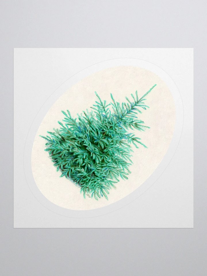 Blue spruce illustration sticker product image (2)