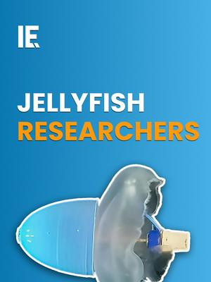 How do we find out the truth about human impacts on our oceans? We recruit and turbo-charge some jellyfish as climate researchers. Caltech scientists are developing a go-faster cap and unique sensors. They hope to use jellyfish to survey even the deep ocean. #oceanresearch#jellyfishtech#caltechinnovation
