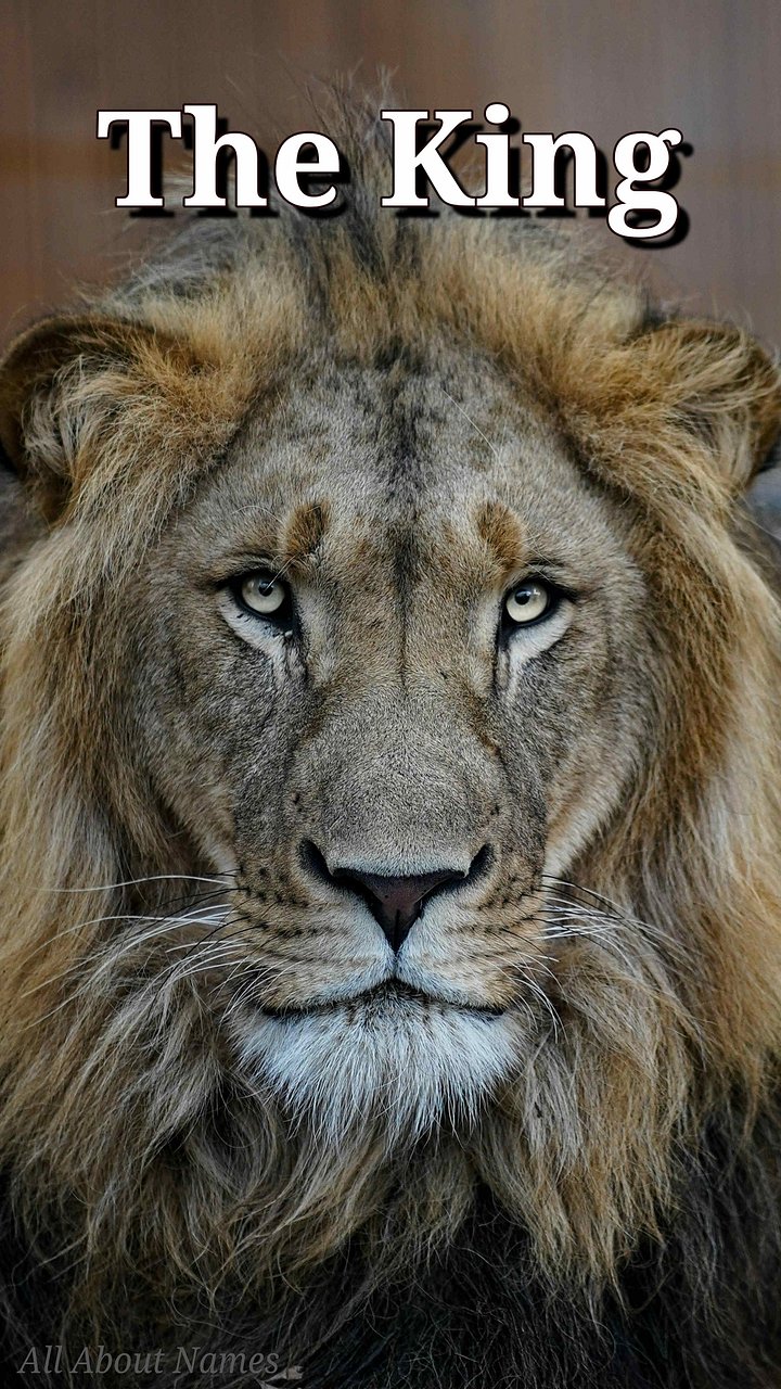 Lion : Mobile Phone Wallpaper or Lock Screen product image (1)