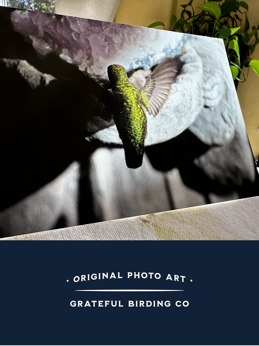 Anna's Hummingbird Nods Its Spring Greeting - Notecard product image (4)